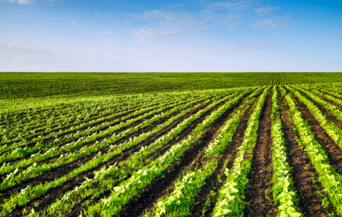 土壤缺什么？補什么?